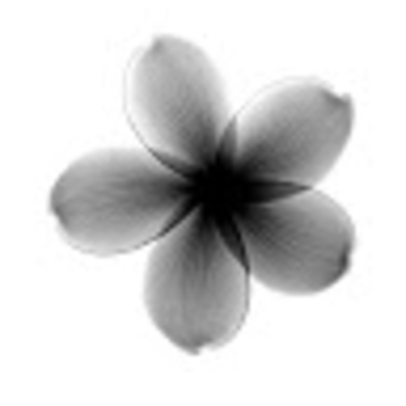 whitneyelisse
